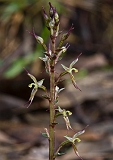 Acianthus pusillus Small mosquito-orchid(e)
